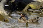 Sarcelle_hiver_LeTeich_Parc_Ornithologique_avril2006_MR63273