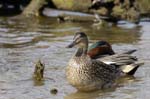 Sarcelle_hiver_LeTeich_Parc_Ornithologique_avril2006_MR63274