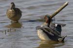Sarcelle_hiver_LeTeich_Parc_Ornithologique_avril2006_MR63275