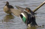 Sarcelle_hiver_LeTeich_Parc_Ornithologique_avril2006_MR63276