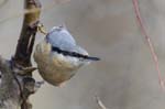 Sittelle_Torchepot_Bois_Vincennes_Lac_Minimes_2mars2006__FE64060