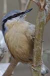 Sittelle_Torchepot_Bois_Vincennes_Lac_Minimes_2mars2006__FE64069