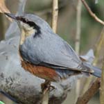 Sittelle_Torchepot_Bois_Vincennes_Lac_Minimes_2mars2006__FE64249
