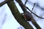 Sittelle_torchepot_Bois_Vincennes_Lac_Daumesnil_1mars2006_FE63728