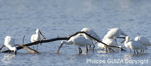Spatule_blanche_LeTeich_Parc_Ornithologique_Septembre2006_JN61907