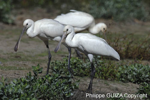 Spatule_blanche_LeTeich_Parc_Ornithologique_Septembre2006_JN62100