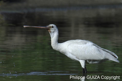 Spatule_blanche_LeTeich_Parc_Ornithologique_Septembre2006_JN62544