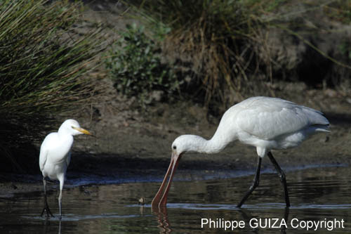 Spatule_blanche_LeTeich_Parc_Ornithologique_Septembre2006_JN62611