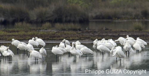 Spatule_blanche_LeTeich_Parc_Ornithologique_Septembre2006_JN62731