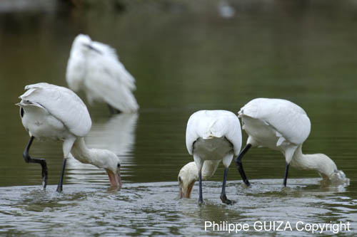 Spatule_blanche_LeTeich_Parc_Ornithologique_Septembre2006_JN64452