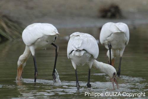 Spatule_blanche_LeTeich_Parc_Ornithologique_Septembre2006_JN64455