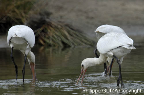 Spatule_blanche_LeTeich_Parc_Ornithologique_Septembre2006_JN64456