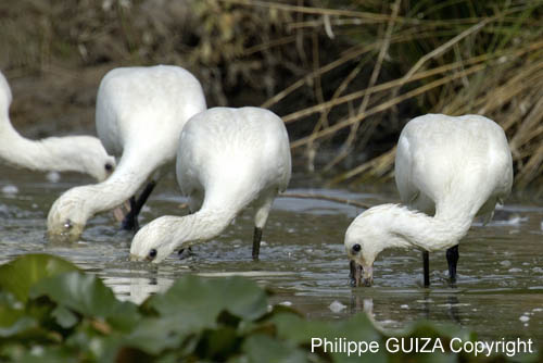 Spatule_blanche_LeTeich_Parc_Ornithologique_Septembre2006_JN64481