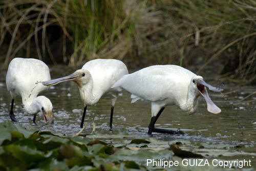 Spatule_blanche_LeTeich_Parc_Ornithologique_Septembre2006_JN64492