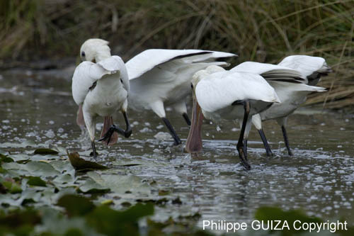 Spatule_blanche_LeTeich_Parc_Ornithologique_Septembre2006_JN64496