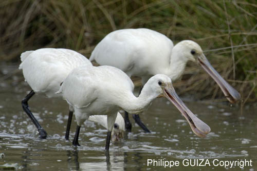 Spatule_blanche_LeTeich_Parc_Ornithologique_Septembre2006_JN64528
