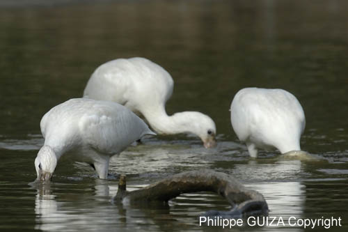 Spatule_blanche_LeTeich_Parc_Ornithologique_Septembre2006_JN64539