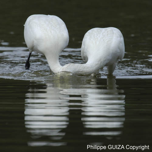 Spatule_blanche_LeTeich_Parc_Ornithologique_Septembre2006_JN64543