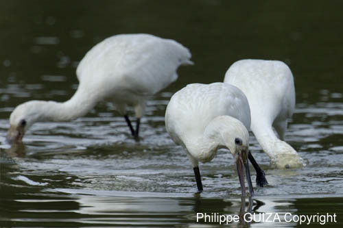 Spatule_blanche_LeTeich_Parc_Ornithologique_Septembre2006_JN64546