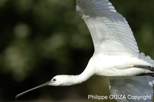 Spatule_blanche_LeTeich_Parc_Ornithologique_Septembre2006_JN64552