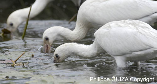 Spatule_blanche_LeTeich_Parc_Ornithologique_Septembre2006_JN65447