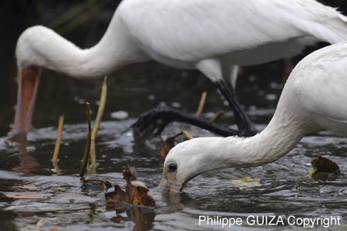 Spatule_blanche_LeTeich_Parc_Ornithologique_Septembre2006_JN65450