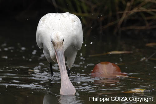 Spatule_blanche_LeTeich_Parc_Ornithologique_Septembre2006_JN65470