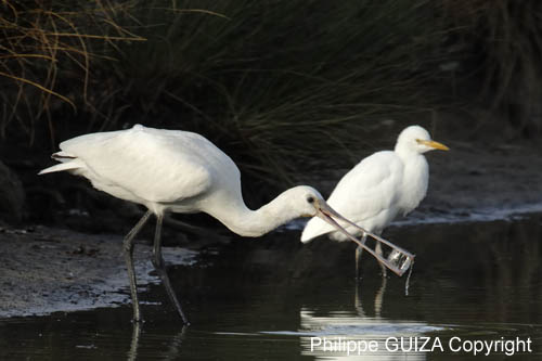 Spatule_blanche_LeTeich_Parc_Ornithologique_Septembre2006_JN68347