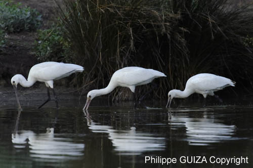 Spatule_blanche_LeTeich_Parc_Ornithologique_Septembre2006_JN68441