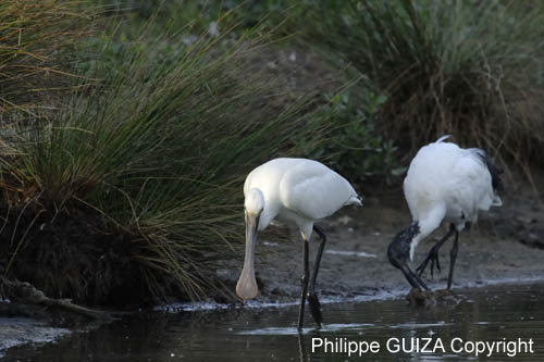 Spatule_blanche_LeTeich_Parc_Ornithologique_Septembre2006_JN68455