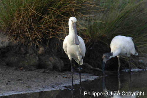 Spatule_blanche_LeTeich_Parc_Ornithologique_Septembre2006_JN68461