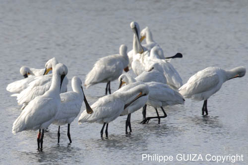 Spatule_blanche_LeTeich_Parc_Ornithologique_Septembre2006_JN69804
