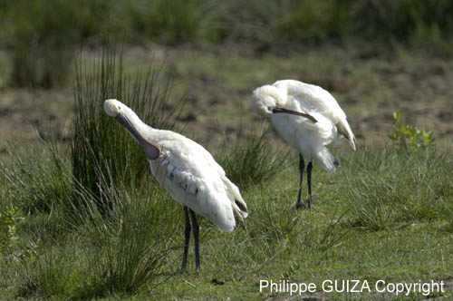 Spatule_blanche_LeTeich_Parc_Ornithologique_mai2006_MI67076