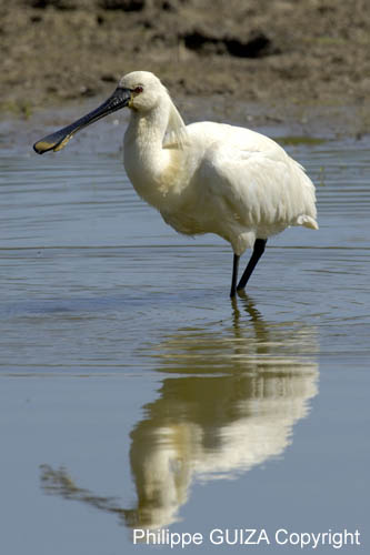 Spatule_blanche_LeTeich_Parc_Ornithologique_mai2006_MI67103