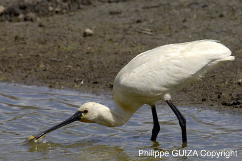 Spatule_blanche_LeTeich_Parc_Ornithologique_mai2006_MI67237