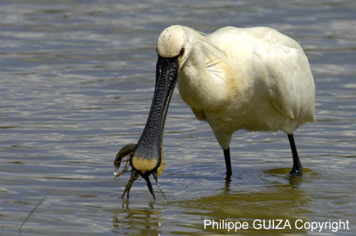 Spatule_blanche_LeTeich_Parc_Ornithologique_mai2006_MI67247