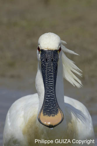 Spatule_blanche_LeTeich_Parc_Ornithologique_mai2006_MI67332