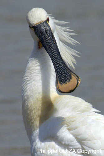 Spatule_blanche_LeTeich_Parc_Ornithologique_mai2006_MI67348