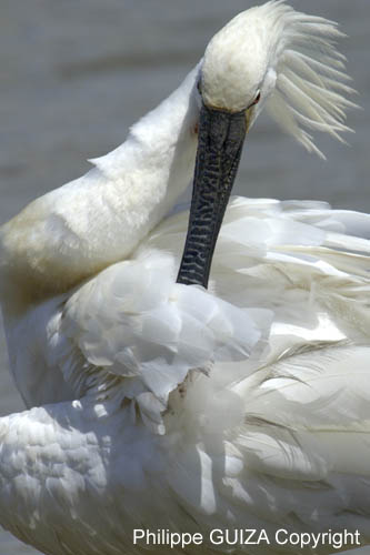 Spatule_blanche_LeTeich_Parc_Ornithologique_mai2006_MI67349
