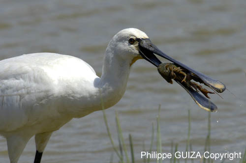 Spatule_blanche_LeTeich_Parc_Ornithologique_mai2006_MI67354
