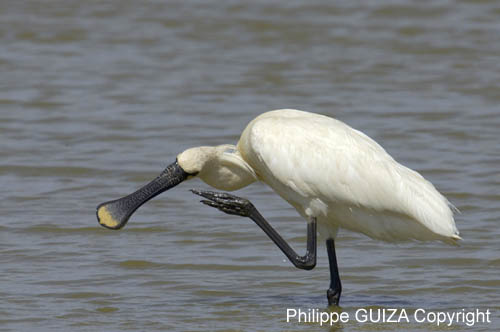 Spatule_blanche_LeTeich_Parc_Ornithologique_mai2006_MI67406