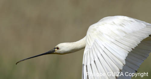 Spatule_blanche_LeTeich_Parc_Ornithologique_mai2006_MI67499