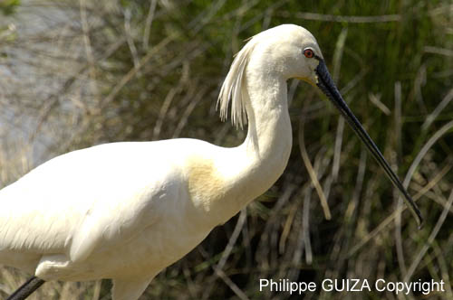 Spatule_blanche_LeTeich_Parc_Ornithologique_mai2006_MI67518