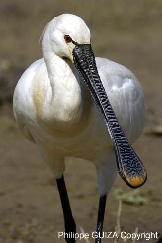 Spatule_blanche_LeTeich_Parc_Ornithologique_mai2006_MI67529