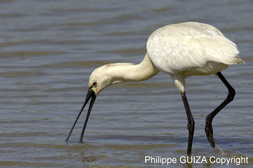 Spatule_blanche_LeTeich_Parc_Ornithologique_mai2006_MI67531