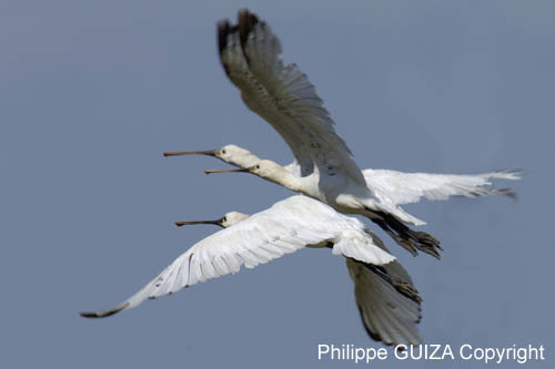 Spatule_blanche_LeTeich_Parc_Ornithologique_mai2006_MI67576