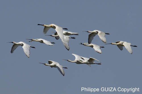 Spatule_blanche_LeTeich_Parc_Ornithologique_mai2006_MI67587