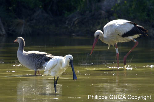 Spatule_blanche_LeTeich_Parc_Ornithologique_mai2006_MI67824