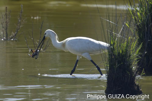 Spatule_blanche_LeTeich_Parc_Ornithologique_mai2006_MI67827