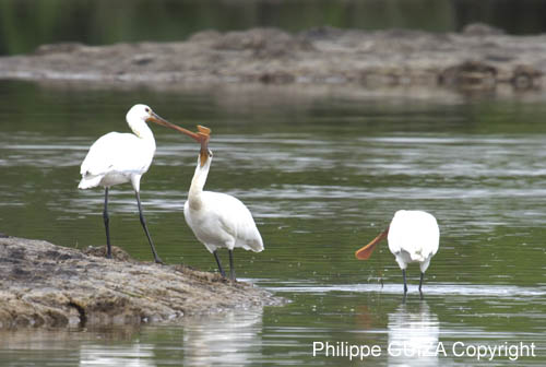 Spatule_blanche_LeTeich_Parc_Ornithologique_mai2006_MI69594